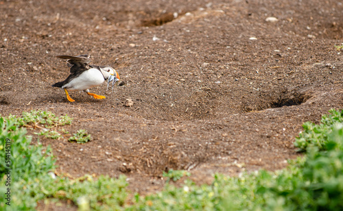 Atlantic Common Puffin running home with dinner