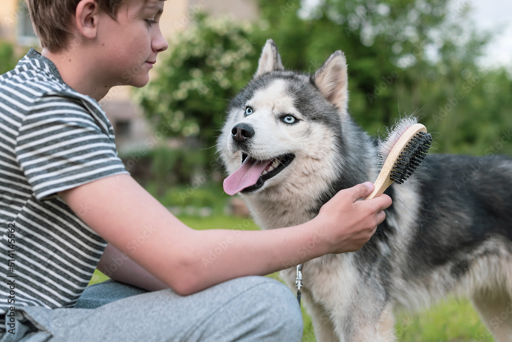 Young teenage boy combing dog at special brush outdoor in yard. Boy brushing husky with comb