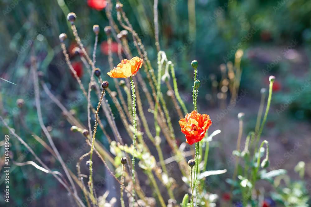 gardening, botany and flora concept - beautiful poppy flowers in summer garden gardening, botany and flora concept - beautiful poppy flowers in summer garden