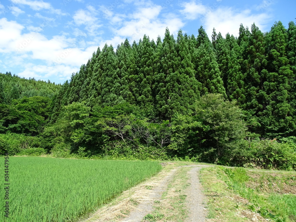 夏の農村風景 夏の農村風景