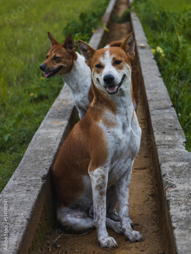 portrait of a dog