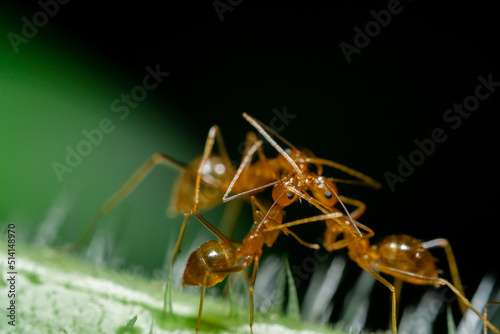 A macro photo of the red ant animal