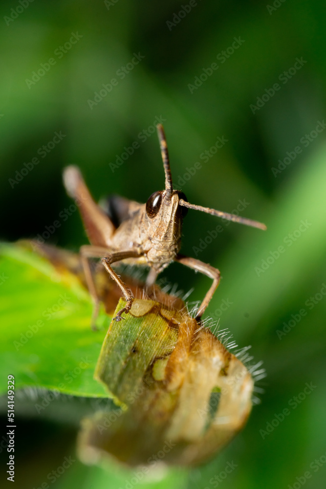Macro photo of brown grasshopper in nature Macro photo of brown grasshopper in nature