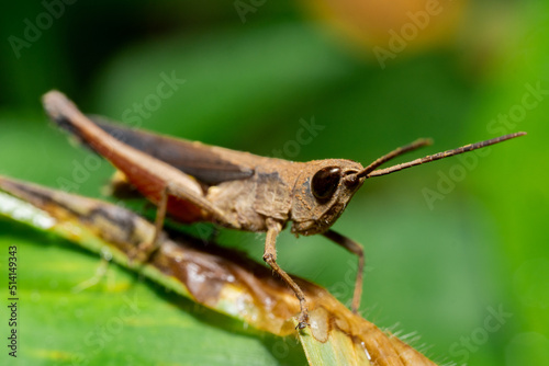 Macro photo of brown grasshopper in nature