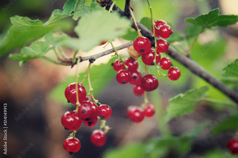 Red currant grew and ripening on a bush branch in garden Red currant grew and ripening on a bush branch in garden