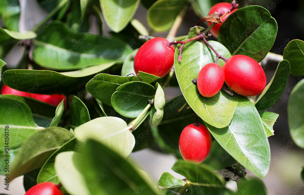 Karunda fruit blossom on tree
