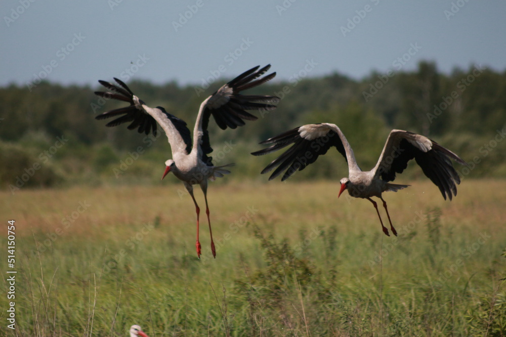 Fototapeta premium Storks in the field and in flight