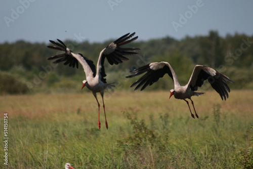 Storks in the field and in flight