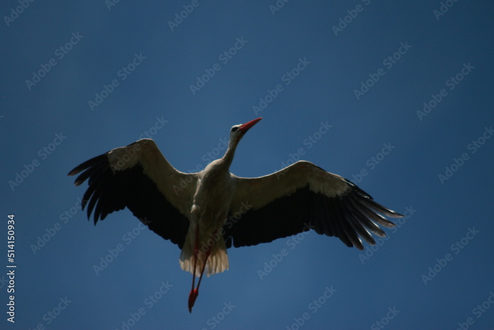 Obraz premium Storks in the field and in flight