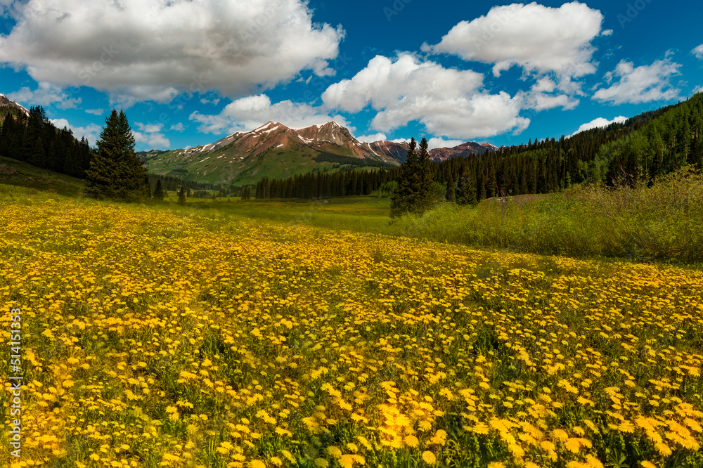 Wild Flowers above Crested Butte, Colorado