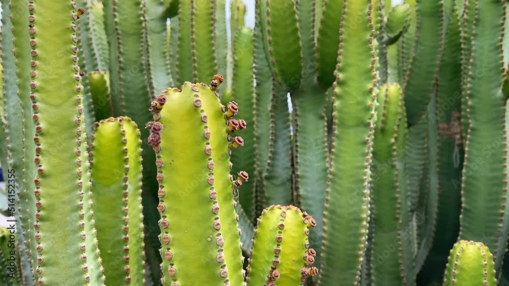 Cactuses plant closeup. Slow motion of the camera. 4K Cactuses plant closeup. Slow motion of the camera. 4K
