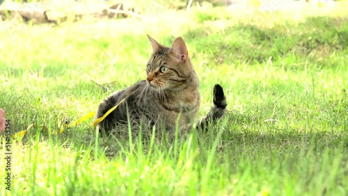 Walking a domestic cat on a yellow harness. The tabby cat is afraid of outdoor,hides in the green grass, cautiously and curiously. Teaching your pet to walk