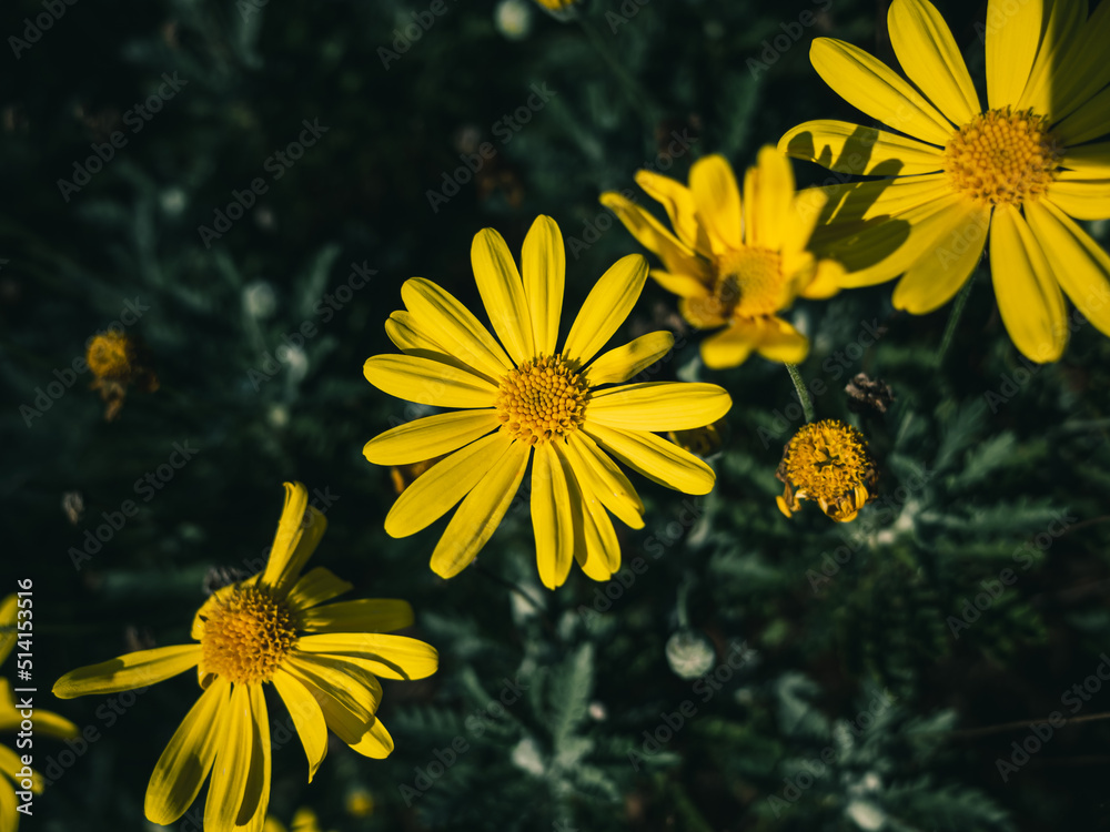 yellow flowers in the garden yellow flowers in the garden