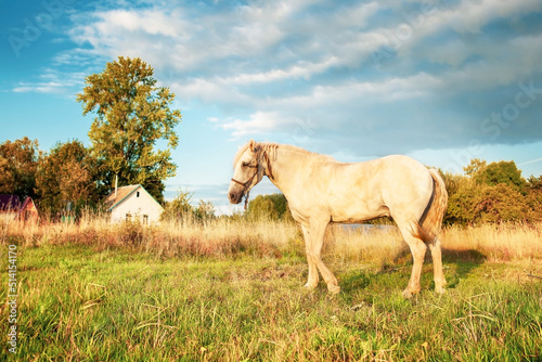 Fototapeta Naklejka Na Ścianę i Meble -  A white horse grazes in a meadow at sunset.