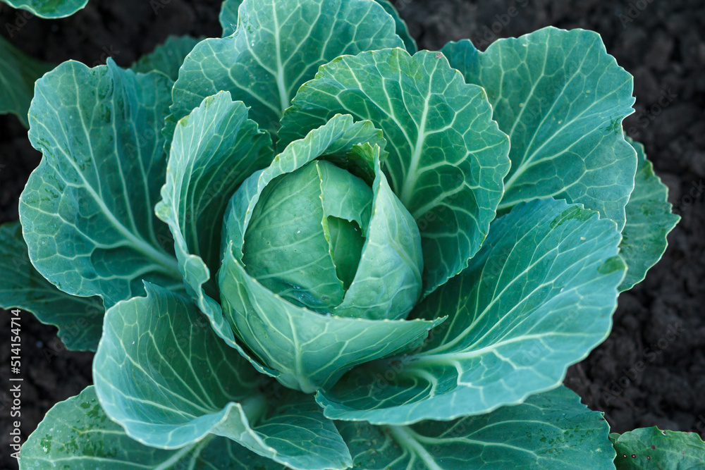 Fresh organic headed cabbage with leaves. Natural and safety food Fresh organic headed cabbage with leaves. Natural and safety food