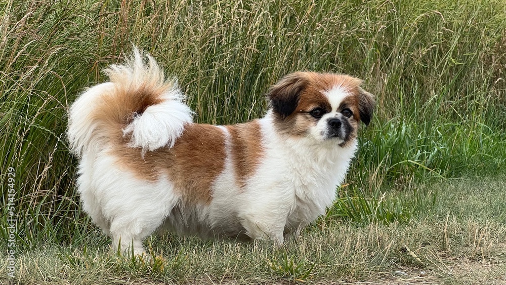 Ein kleiner Hund steht seitlich vor einem Feld und blickt in die Natur beim Morgenspaziergang. Tibet Spaniel, kleiner Hund, niedlich, verträumt, Sommer