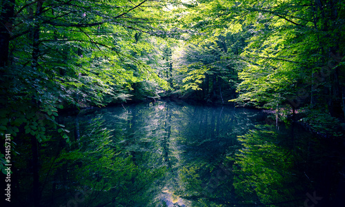 Bild auf Leinwand background, beautiful, dark, forest, green, hiking, lake, landscape, leaf, magic