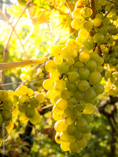 Uva bianca pronta per il raccolto photo