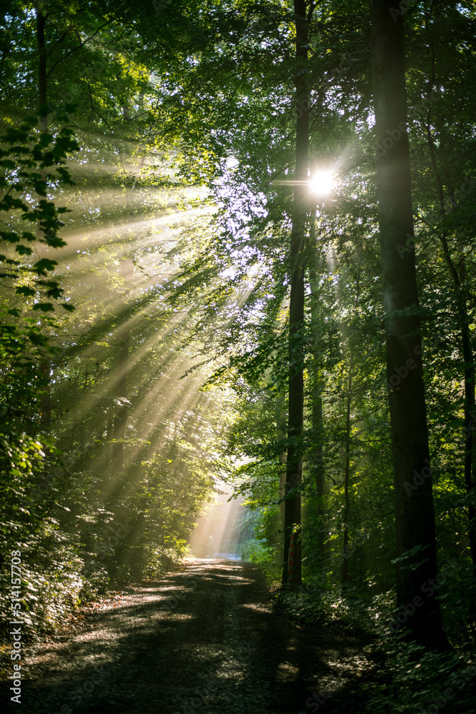 Obraz premium Fantastische Morgenstimmung im Wald, wo die einzelnen Sonnenstrahlen im Morgennebel sichtbar sind