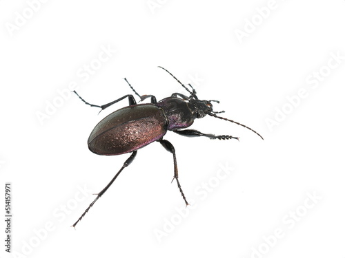 The big shiny ground beetle Carabus nemoralis on white background