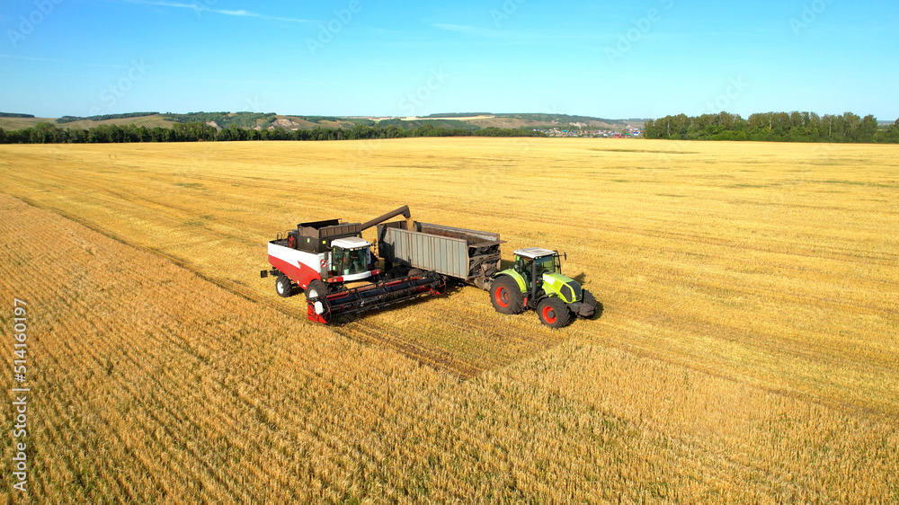 Obraz premium Combine harvester and tractor trailer harvest. Agricultural industry. Harvesting ripe golden wheat. Agricultural field.