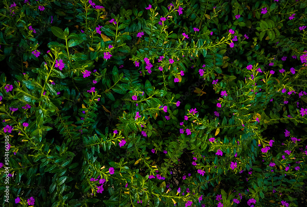 Cuphea hyssopifolia Kunth flowers. Beautiful flowers background. Elfin herb plantation. 