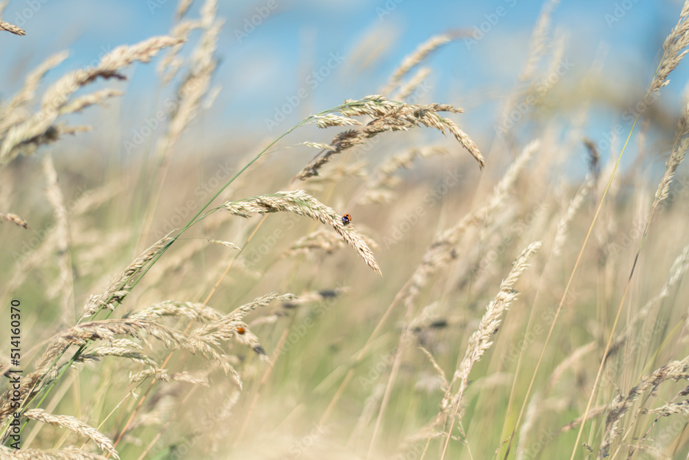Fototapeta premium Marienkäfer auf Gräsern am Feldrand bei strahlend blauem Himmel