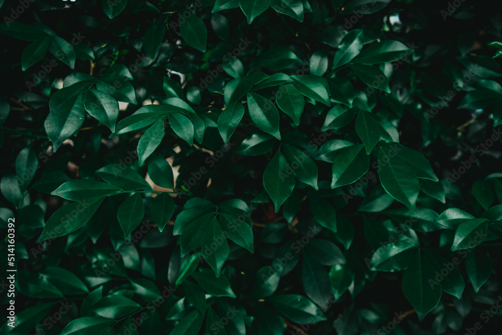 Green perm tea leaves or ornamental banyan leaves pattern background, Natural background and wallpaper Green perm tea leaves or ornamental banyan leaves pattern background, Natural background and wallpaper