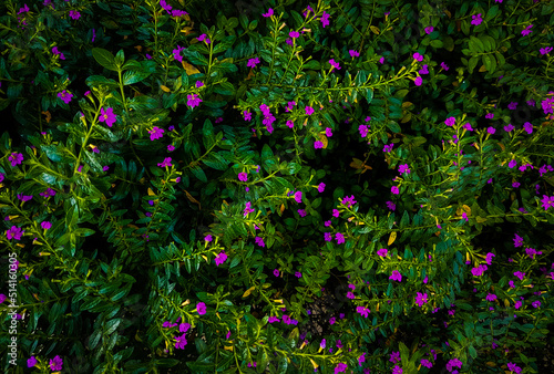 Cuphea hyssopifolia Kunth flowers. Beautiful flowers background. Elfin herb plantation.  photo