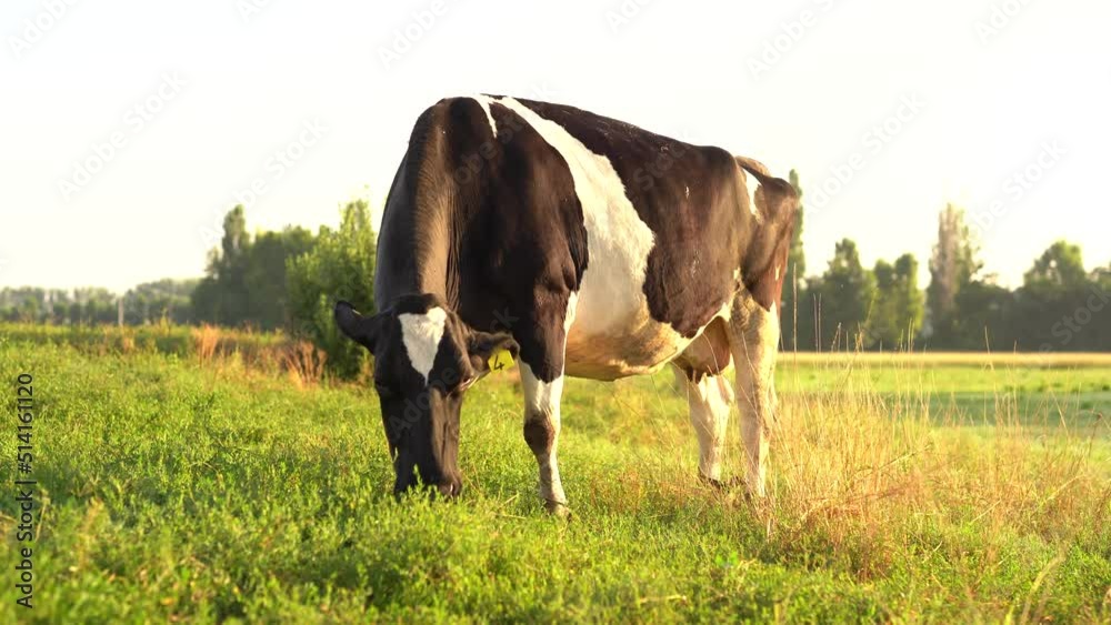 cow grazing in a field