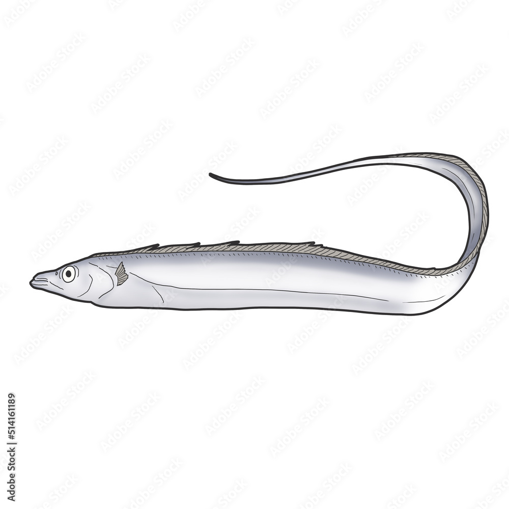 갈치 물고기 생선 일러스트 Stock-Illustration | Adobe Stock