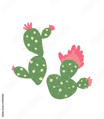 Blooming cactus illustration. Hand drawn green tropical cactus with pink flower
