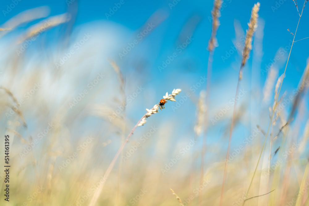Marienkäfer auf Gräsern am Feldrand bei strahlend blauem Himmel