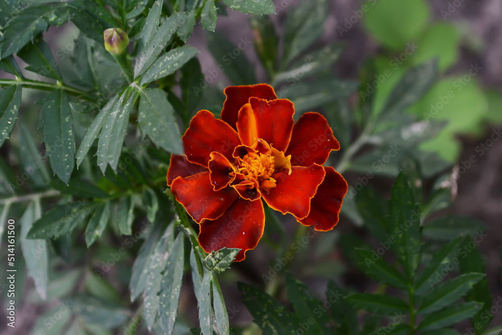 composition of flowers, with different kind of flowers. composition of flowers, with different kind of flowers.