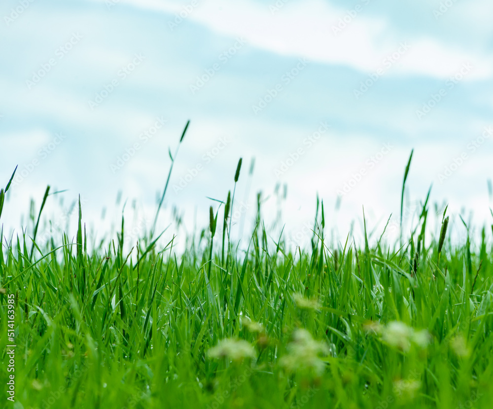 Fototapeta premium Grass against a blue summer sky