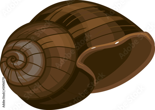 Shell of Roman snail (Helix pomatia) isolated on white background