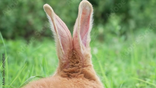 Portrait of a funny red rabbit on a green young juicy grass in the spring season in the garden with big ears, close-up. Easter bunny ears for the holiday of Easter. slow motion photo