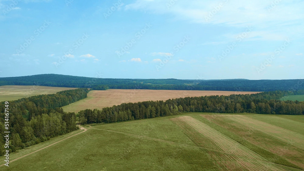 Green forest and rural field with blue sky in summer time