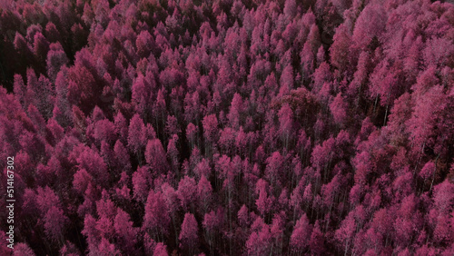 Fantasy autumn pink forest in Ural