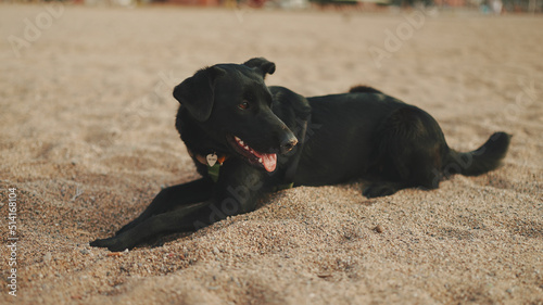 Close-up of dog's muzzle. Dog lies on sandy beath
