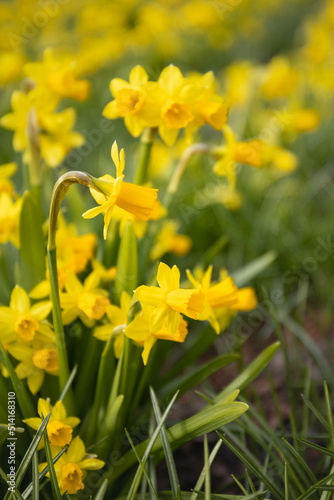 daffodils