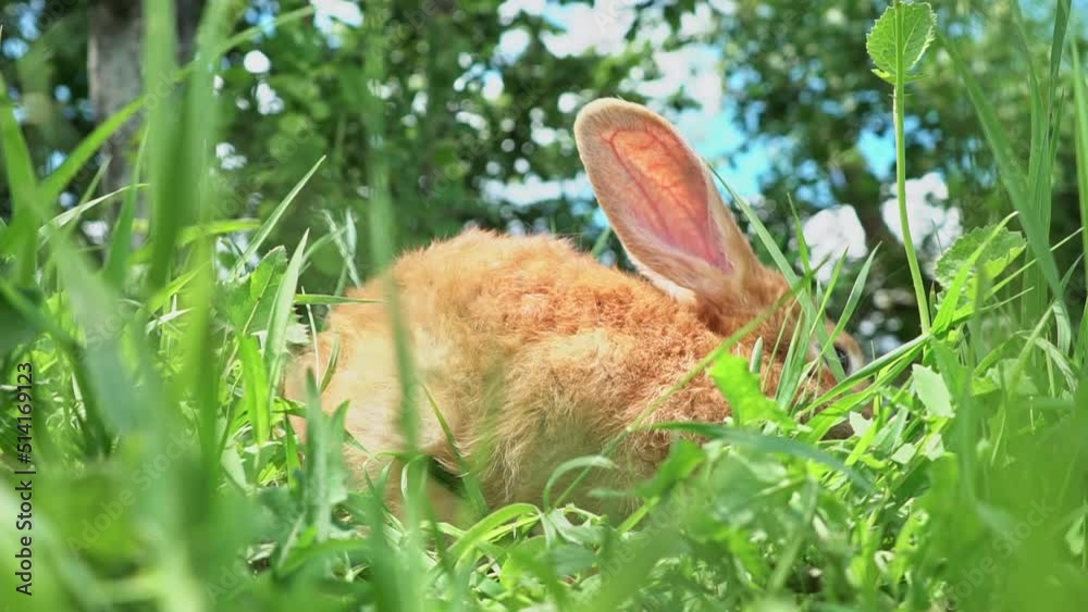 Cute adorable red fluffy rabbit sitting on the green grass lawn in the ...