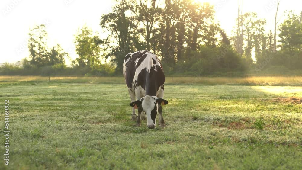 cow grazing in a field