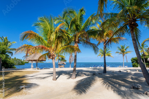Palm trees in beach state park in tropical island in Florida Keys