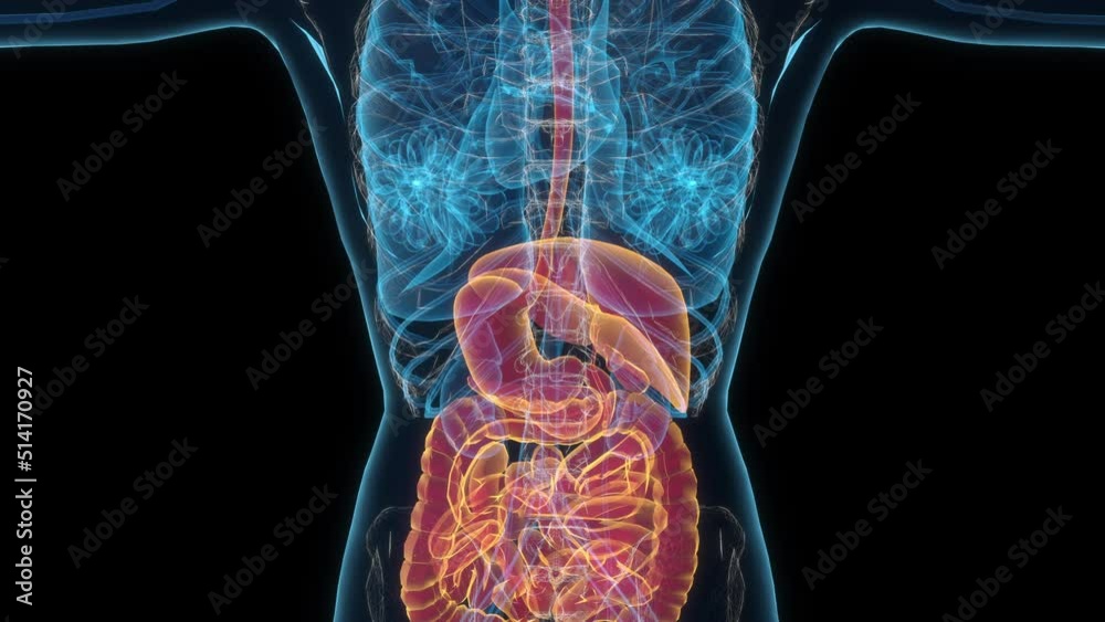 Female digestive system 3d hologram. 4k Clouse-up