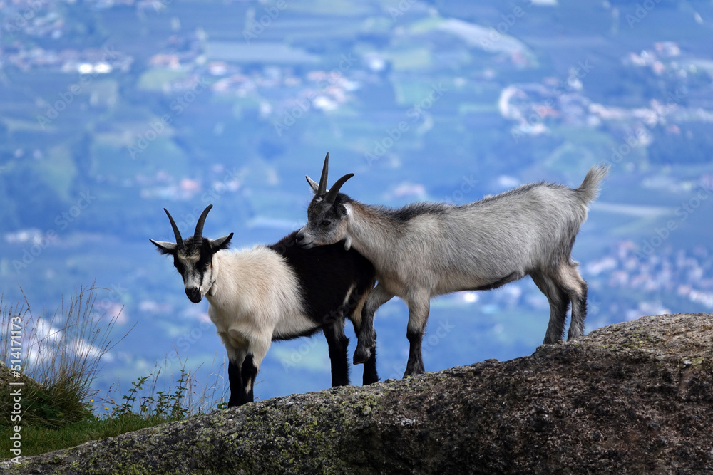 Obraz premium Ziegen auf einem Berg