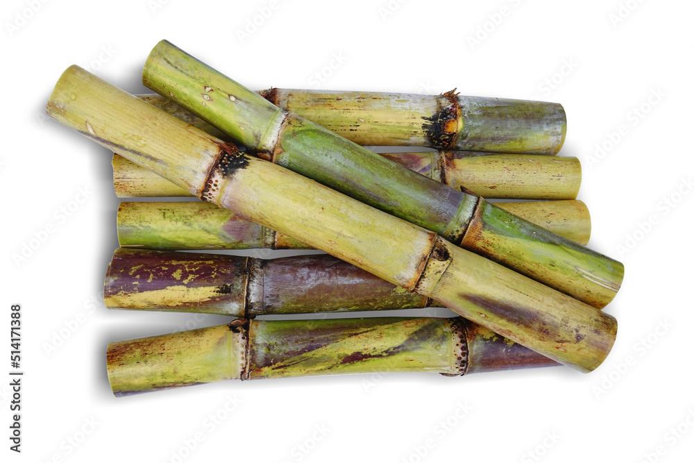 Fresh green sugar cane cut into slices before it is squeezed into sugar isolated on white background.This has clipping path. Fresh green sugar cane cut into slices before it is squeezed into sugar isolated on white background.This has clipping path.