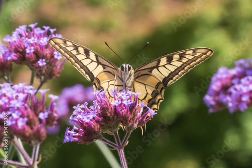 Underside view of papilio machaon old world swallowtail butterfly sitting on a verbena bonariensis purpletop plant drinking nectar.