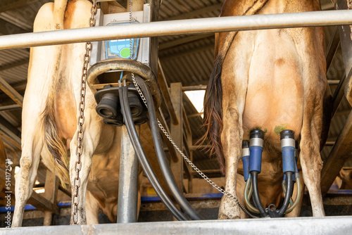Milking cluster attached to a cow's udder photo