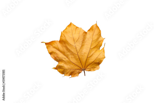 Autumn dry brown maple leaf. maple leaves. Warm colors of Autumn Isolated top view